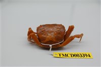 藏品(拉氏清溪蟹)的圖片